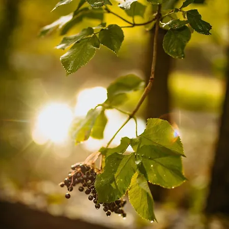 בית נופש Ostoja Rakowiec Dobre (Minsk)